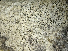 Bagliettoa baldensis