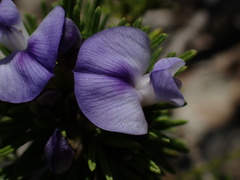 Psoralea vanberkelae