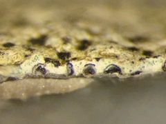 Bagliettoa baldensis