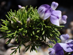 Psoralea vanberkelae