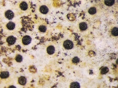 Bagliettoa baldensis