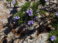 Psoralea vanberkelae