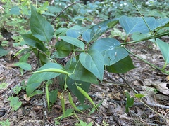 Vincetoxicum rossicum