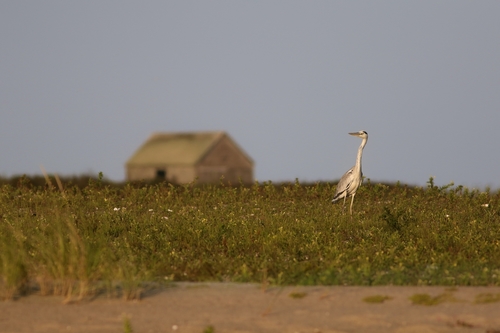 Western Grey Heron photographed in Massachusetts