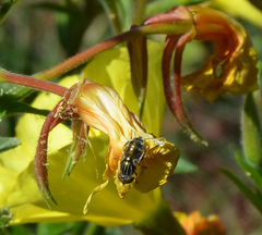 Eristalinus aeneus