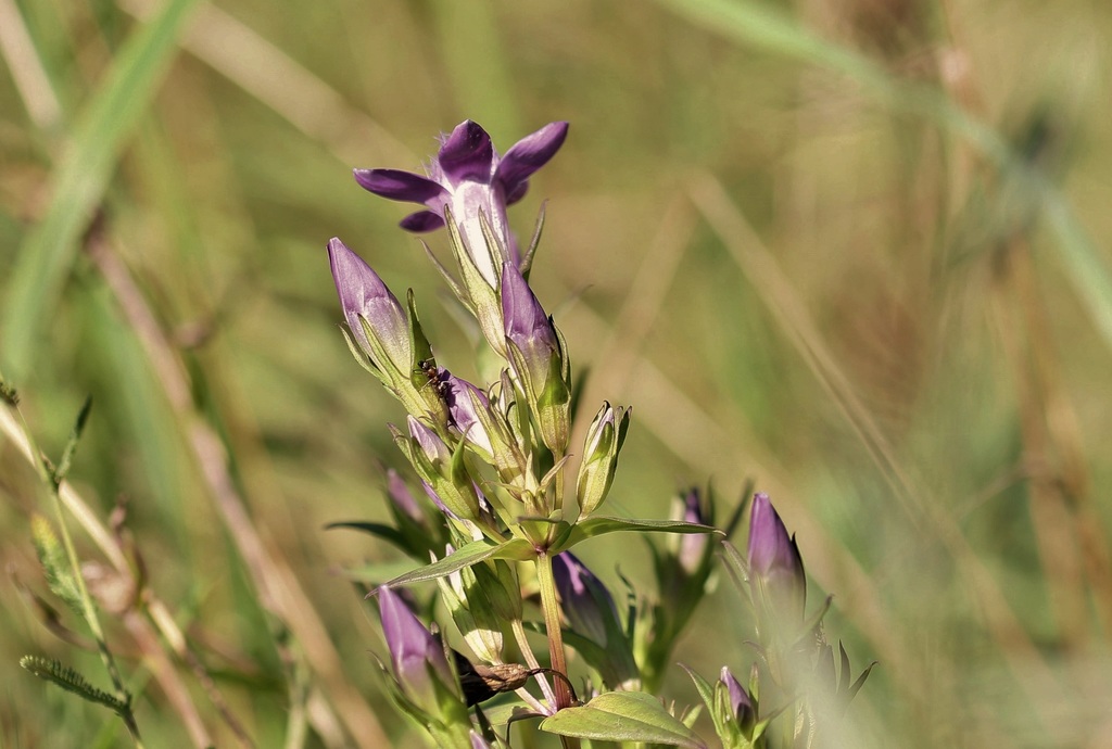 Gentianella rhaetica