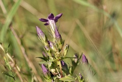 Gentianella rhaetica