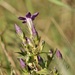 Gentianella rhaetica - Photo (c) frank007, some rights reserved (CC BY-NC), uploaded by frank007