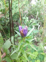 Gentiana linearis