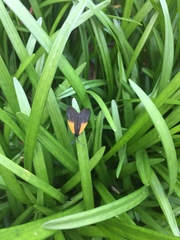 Pyromorpha dimidiata