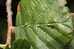Aceria nalepai