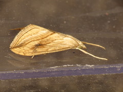 Evergestis forficalis