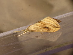 Evergestis forficalis