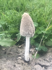 Coprinopsis nivea