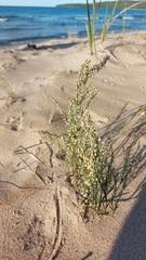 Polygonella articulata