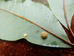 Caryomyia persicoides