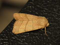 Charanyca trigrammica