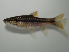 Enteromius eutaenia