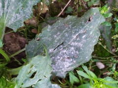 Golovinomyces sordidus