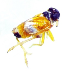 Flavoclypeus andromedus