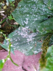 Golovinomyces sordidus