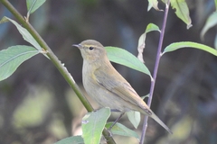 Phylloscopus ibericus