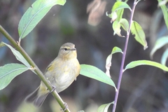 Phylloscopus ibericus