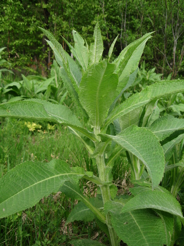 Cirsium helenioides
