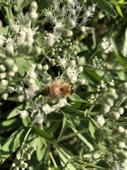 Apis mellifera