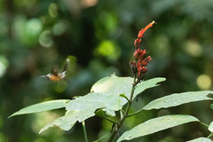 Phaethornis atrimentalis