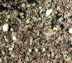 Eriospermum vermiforme