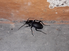 Carabus germarii