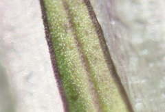 Gentianella rhaetica