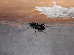 Carabus germarii
