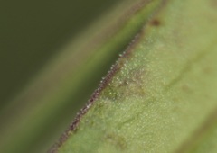 Gentianella rhaetica