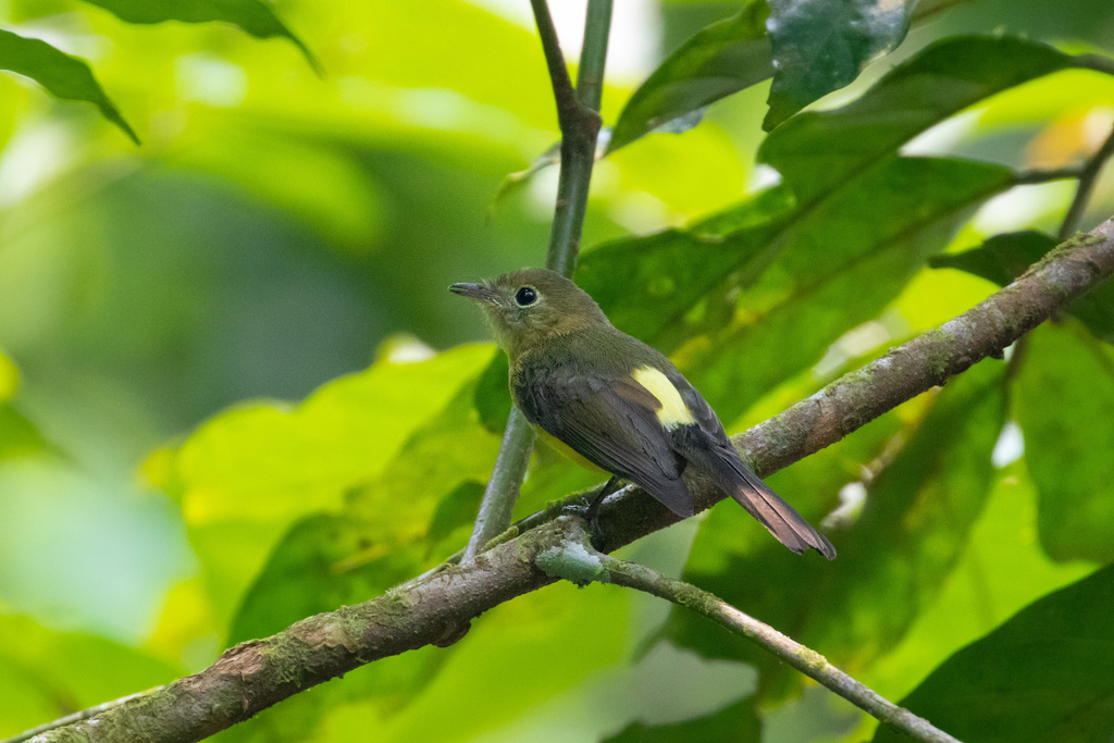 Whiskered Flycatcher photo