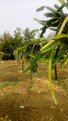 Selenicereus undatus