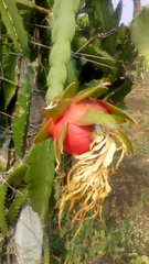 Selenicereus undatus