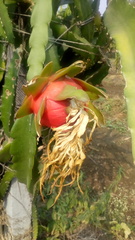 Selenicereus undatus