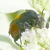Macrosiagon flavipennis