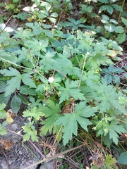 Geranium sibiricum