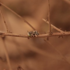 Anthophora curta