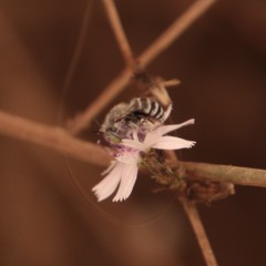 Anthophora curta