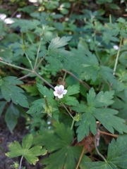 Geranium sibiricum