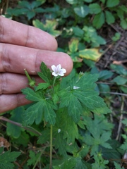 Geranium sibiricum