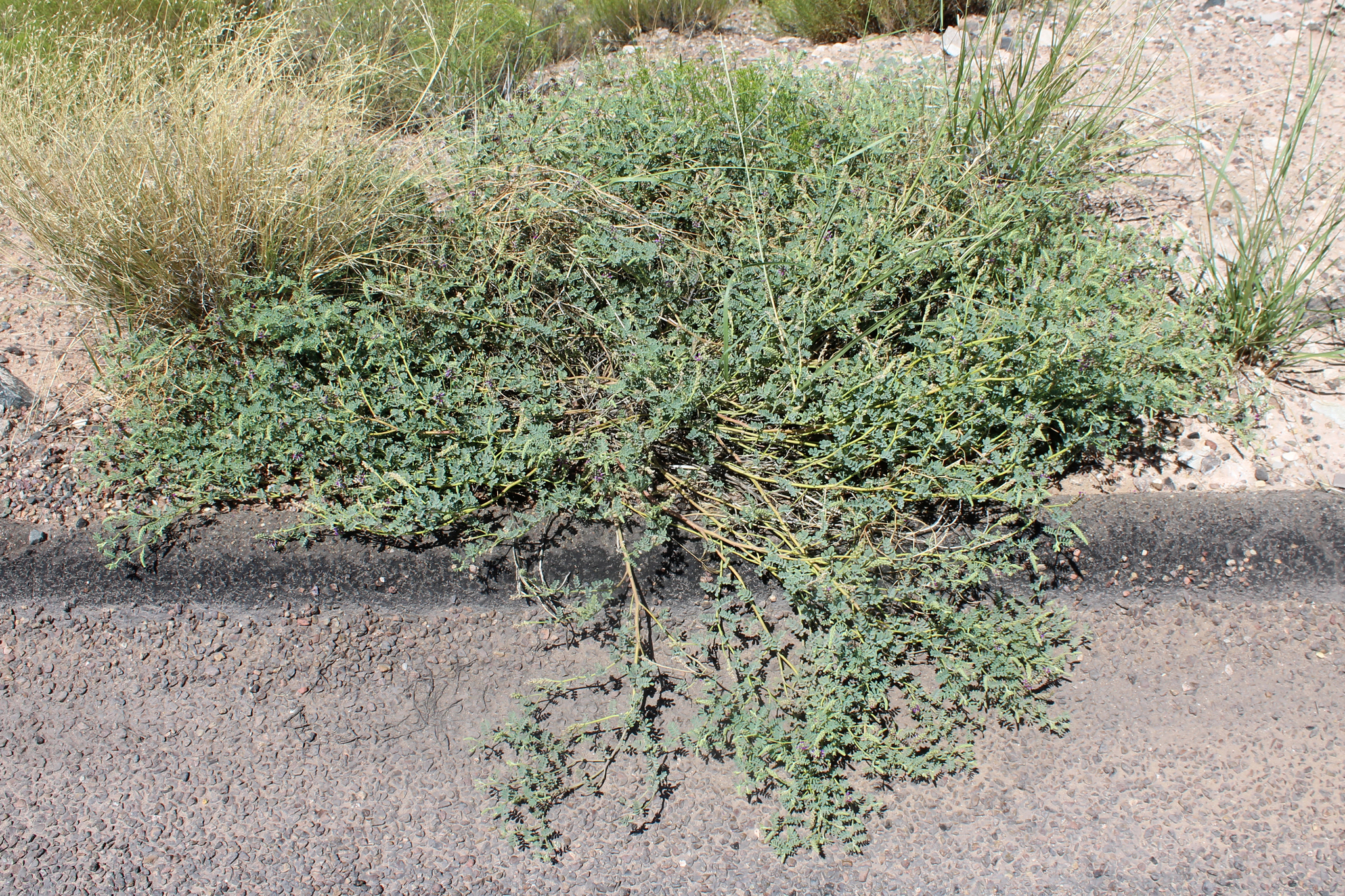 Dalea lanata var. terminalis