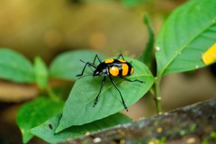 Scaphidomorphus bosci