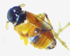 Flavoclypeus andromedus