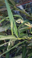 Euura leucapsis