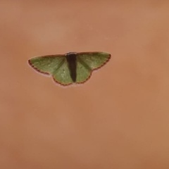 Eucrostes indigenata